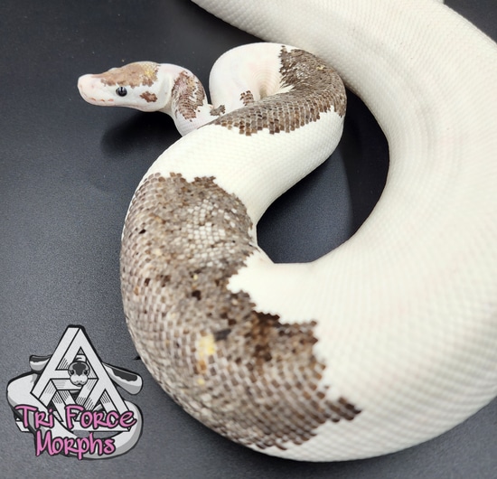 Citrus Pastel 8 Ball Or Grey Matter Poss. Flame Ball Python by Tri ...