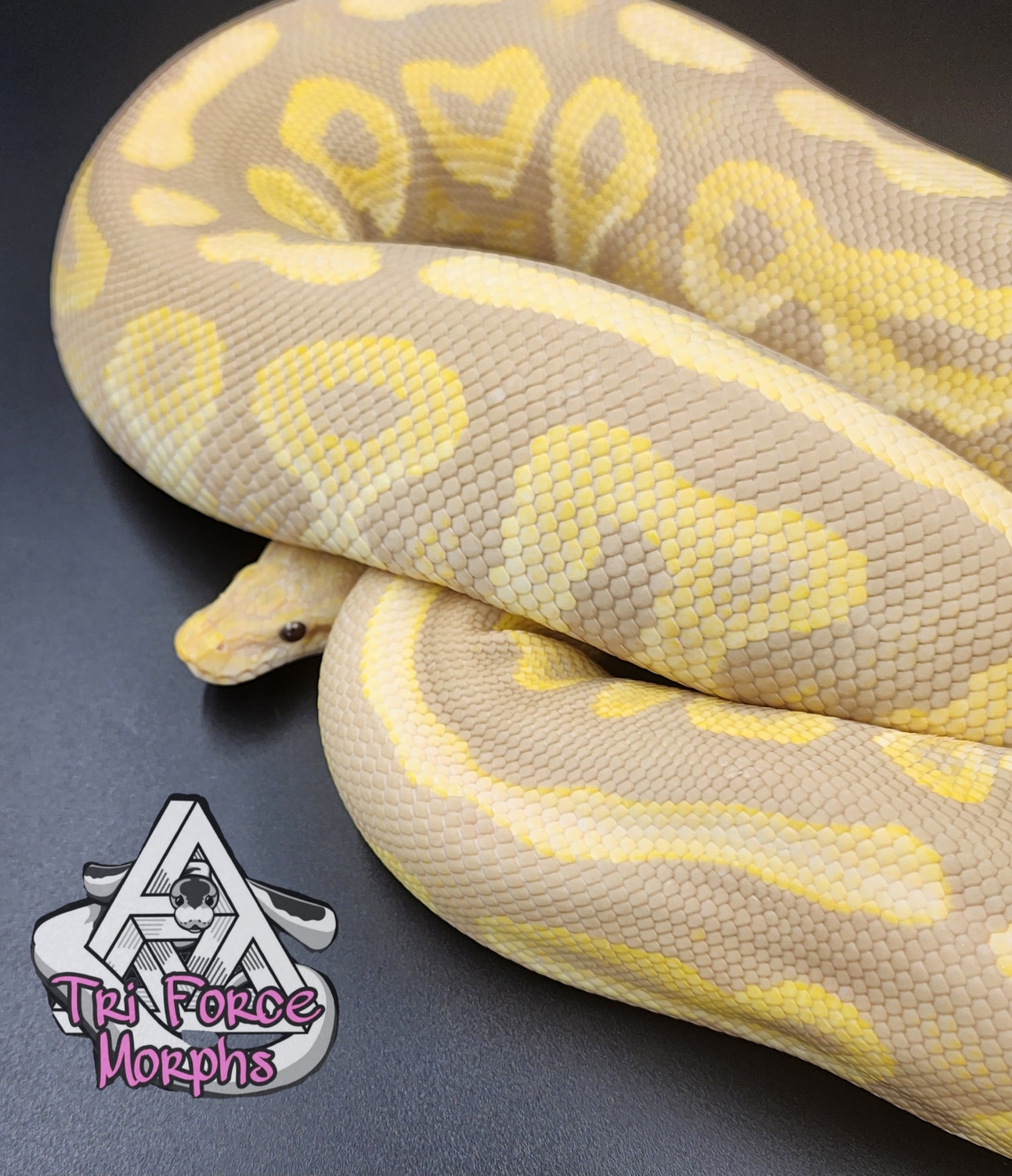 Candy Cinnamon Ball Python by Tri Force Morphs - MorphMarket