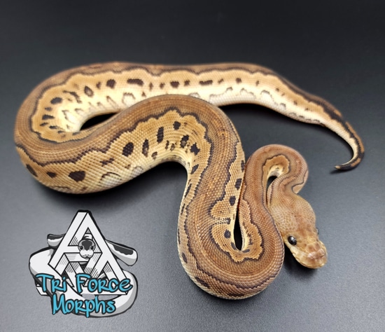 Cinnamon Mahongany Clown Ball Python by Tri Force Morphs