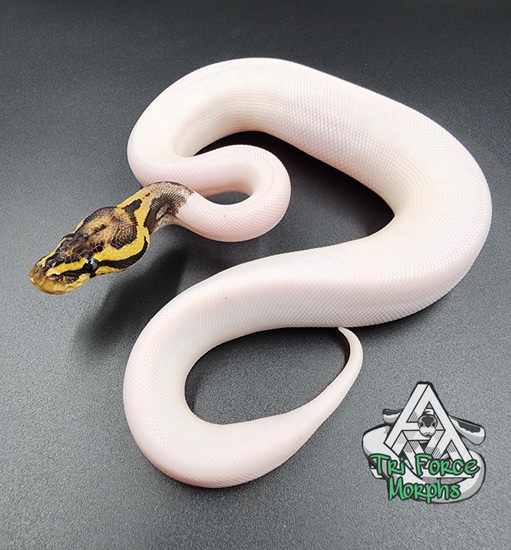 Leopard Pastel Citron Pied 100% Het Clown Possible Orange Dream Ball ...