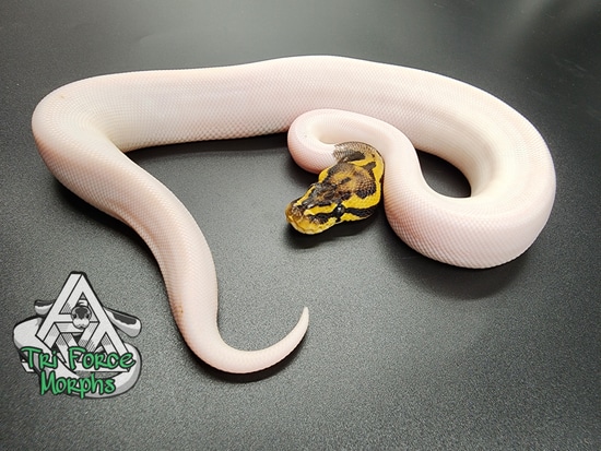 Leopard Pastel Citron Pied 100% Het Clown Possible Orange Dream Ball ...