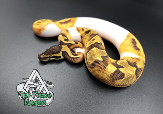 Citron Enchi Pied Ball Python by Tri Force Morphs
