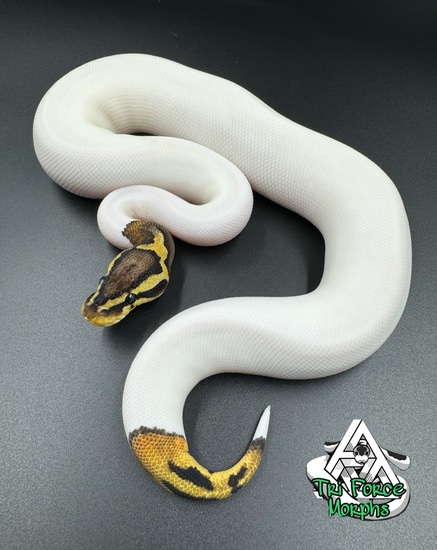 Pastel Leopard Pied 100% Het Clown Poss Citron Ball Python by Tri Force ...