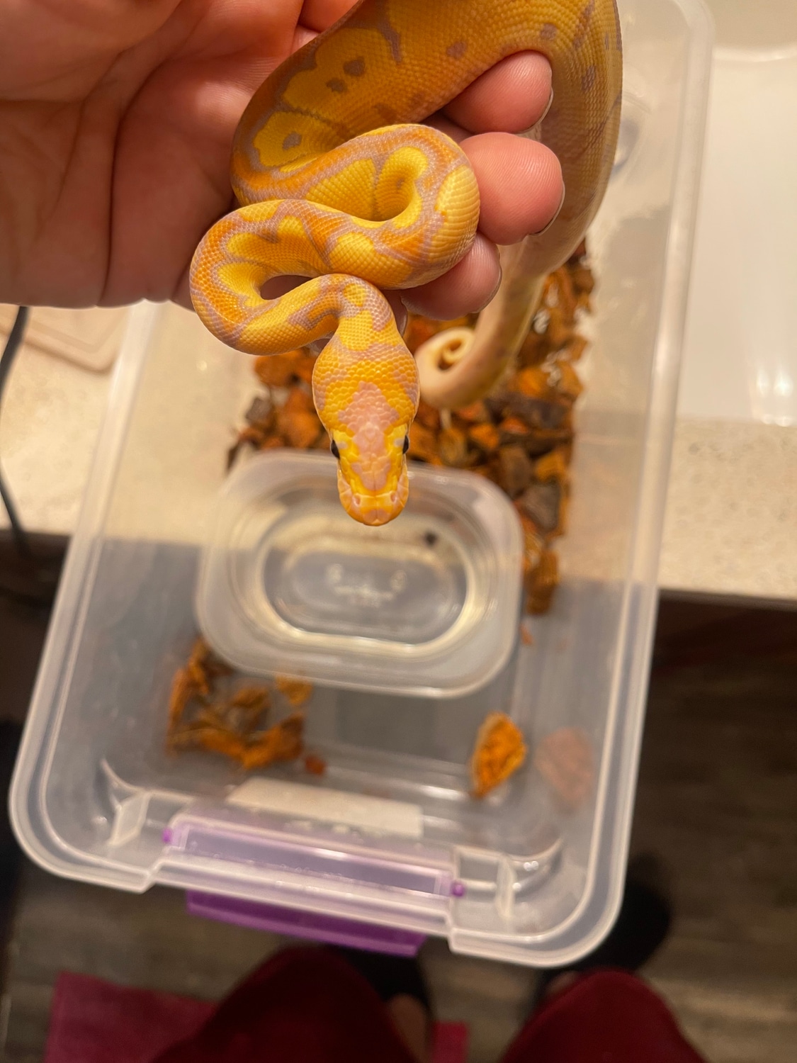 Banana Clown Ball Python by Father & Son Reptiles MorphMarket
