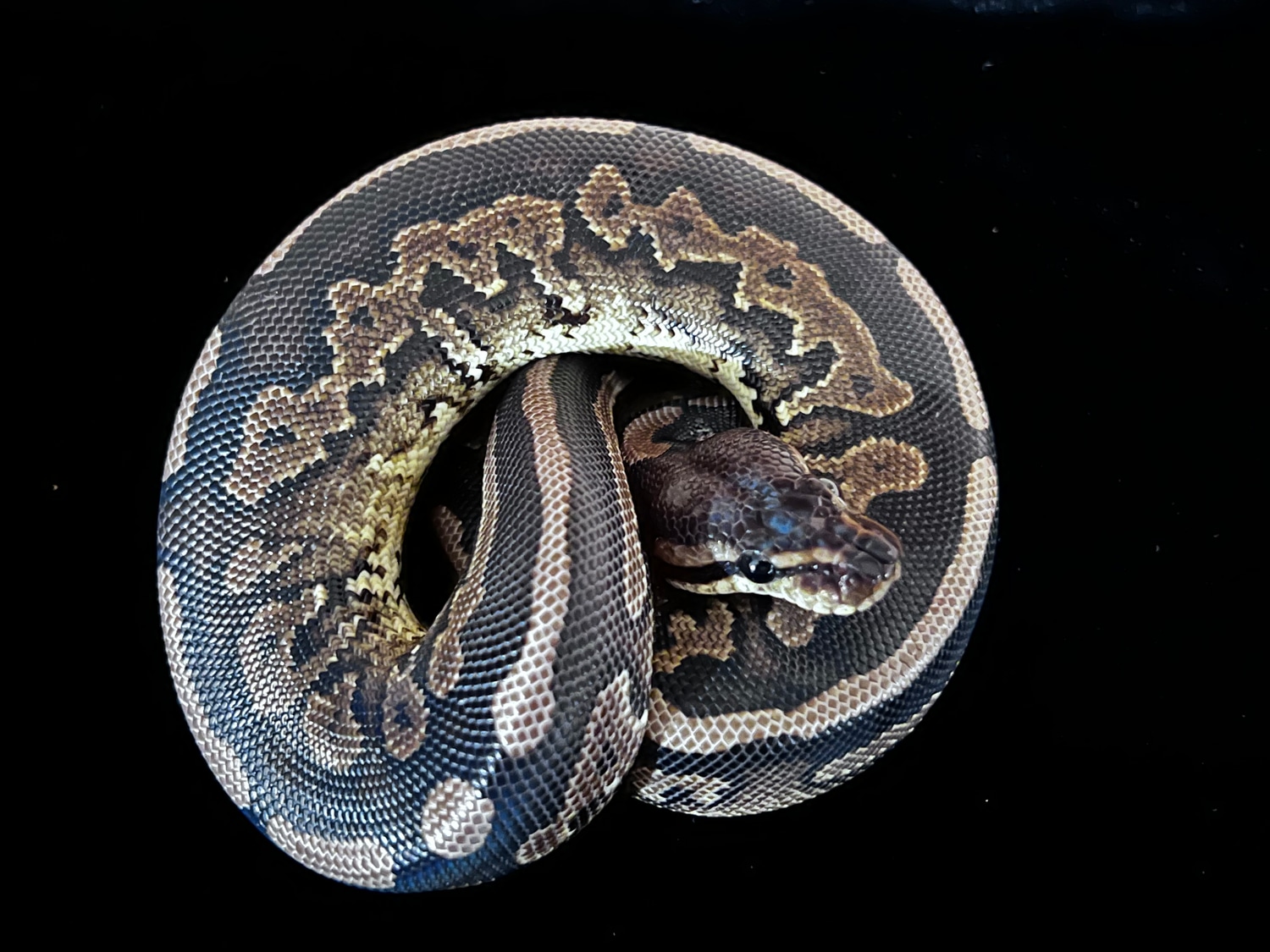 ‘22 Black Pastel 100 Het Pied FREE SHIPPING! Ball Python by John Griffis Exotic Ball Pythons