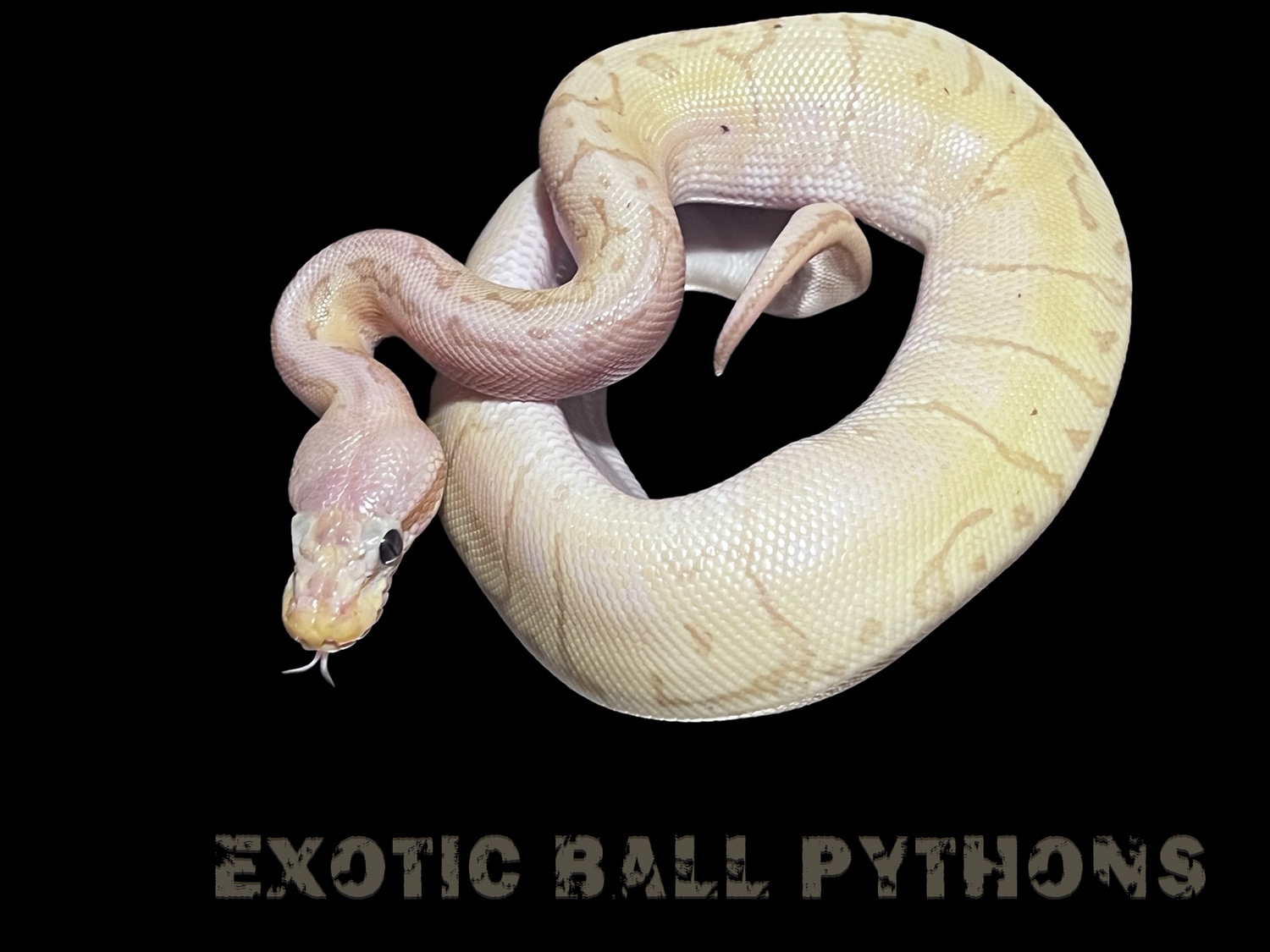 Banana Lemon Blast FREE SHIPPING! Ball Python by John Griffis Exotic
