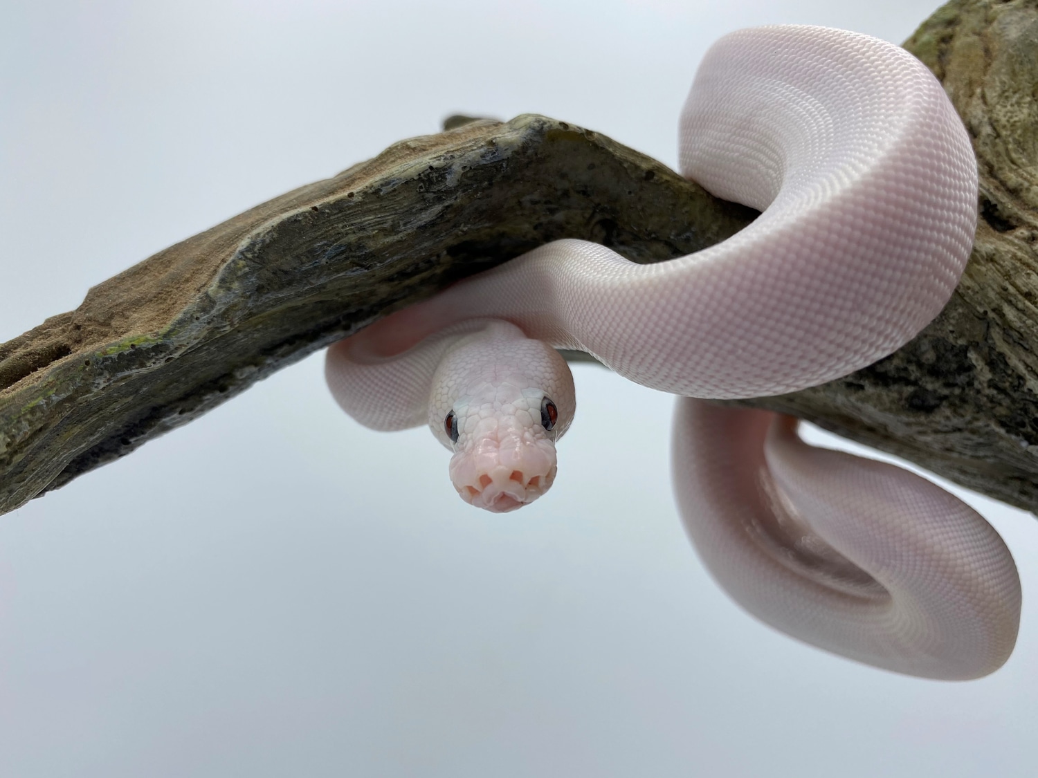 BEL (Super Lesser) Ball Python by Constellation Exotics, LLC MorphMarket