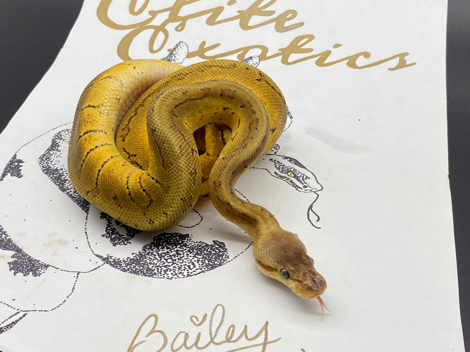 Super Pastel Pinstripe Orange Dream Ball Python by Elite Exotics BP ...