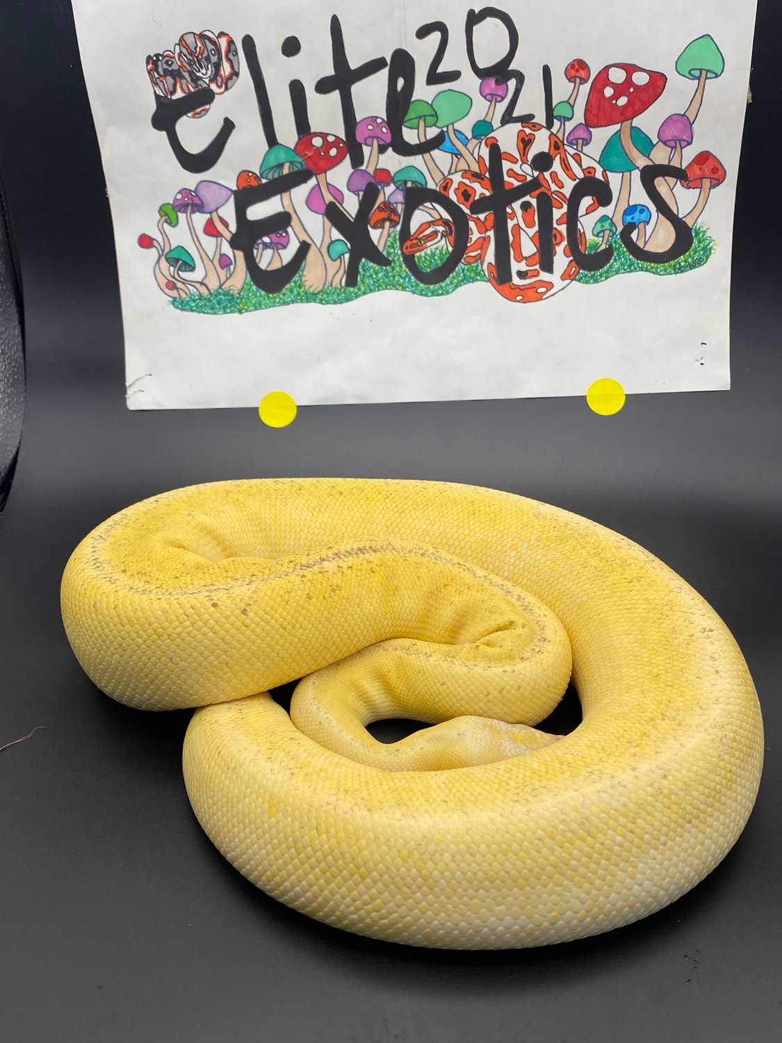 Super Pastel Champagne Orange Dream Mojave Ball Python by Elite Exotics ...