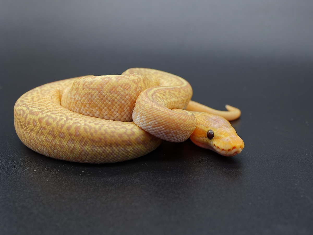 Coral Glow Mystic Calico Monsoon Ball Python by Elite Exotics BP ...