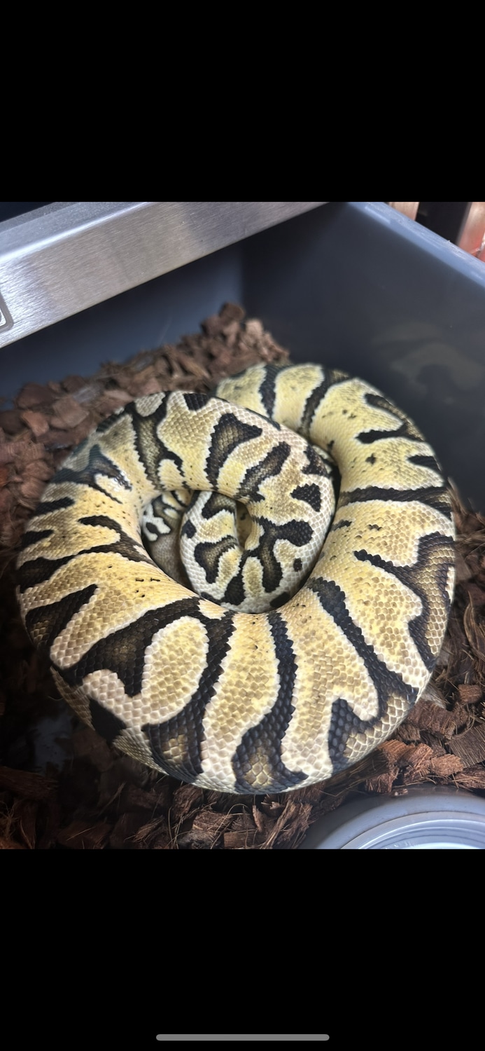 Zebra Ball Python by Elite Exotics BP - MorphMarket