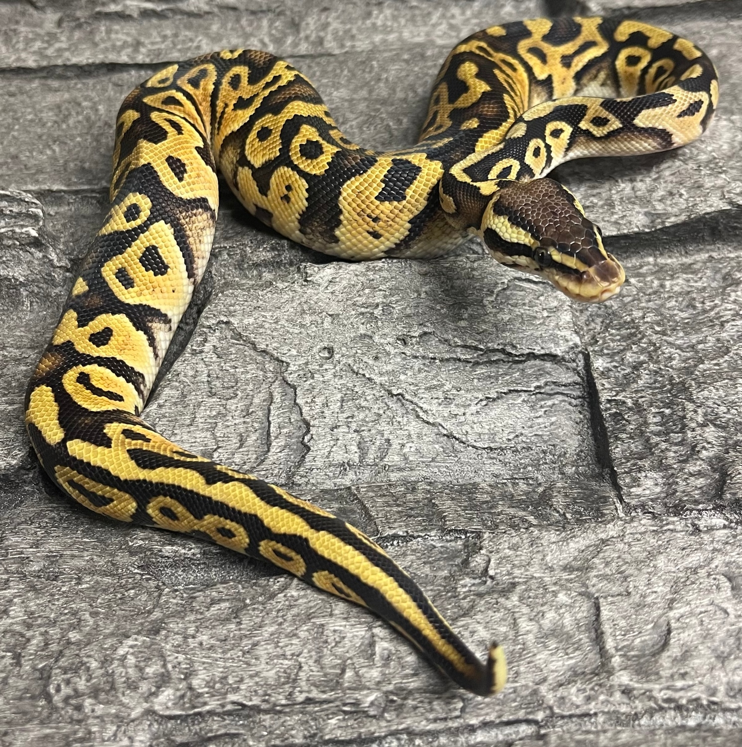 Pastel Raven 50% Het Ghost Ball Python by Underworld Exotics Ltd ...