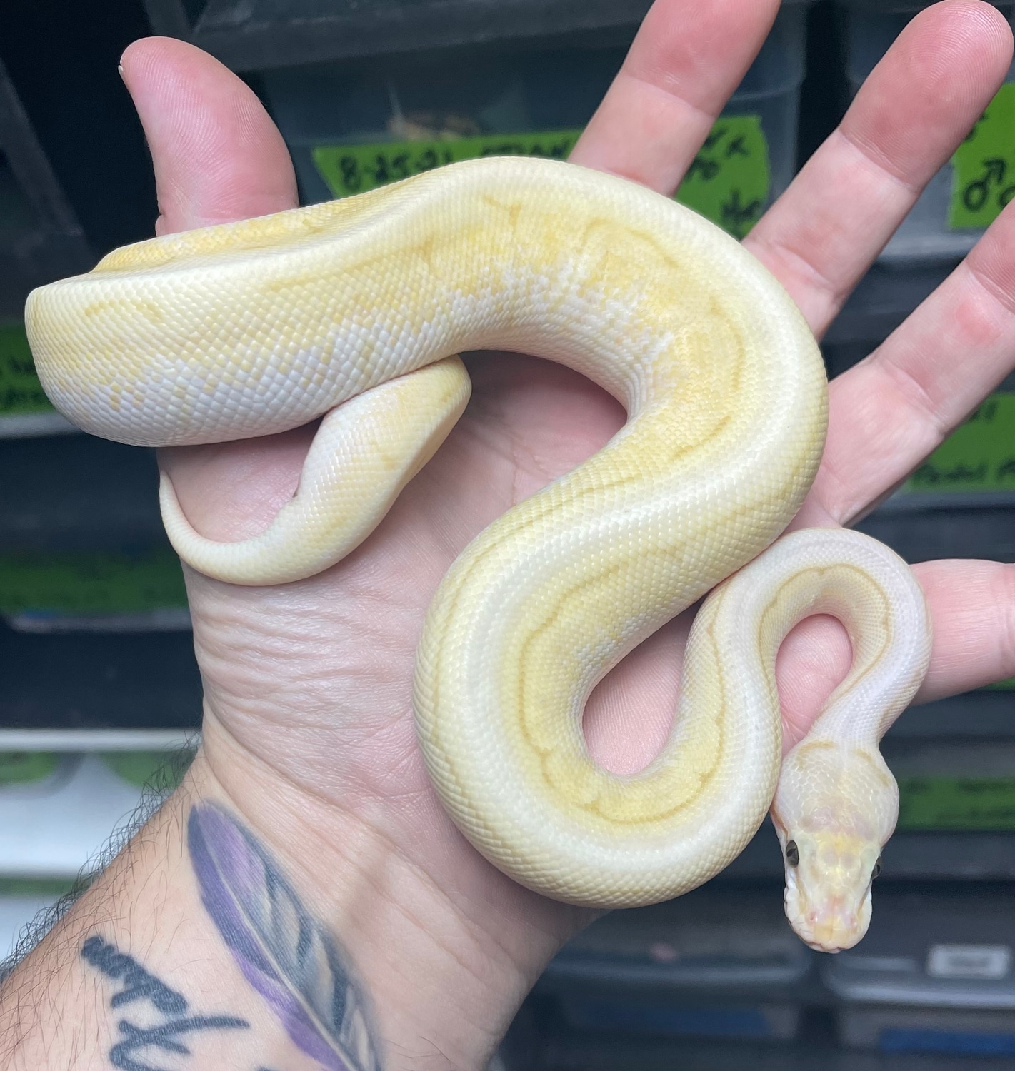 Banana Spinner Ball Python by Underworld Exotics Ltd. - MorphMarket