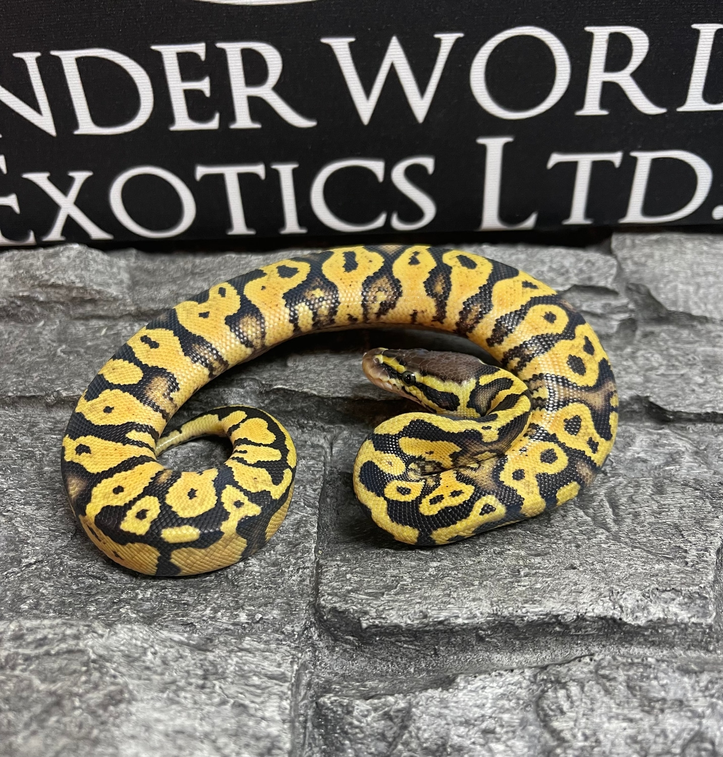 Pastel YB 66% Het Candy Ball Python by Underworld Exotics Ltd ...