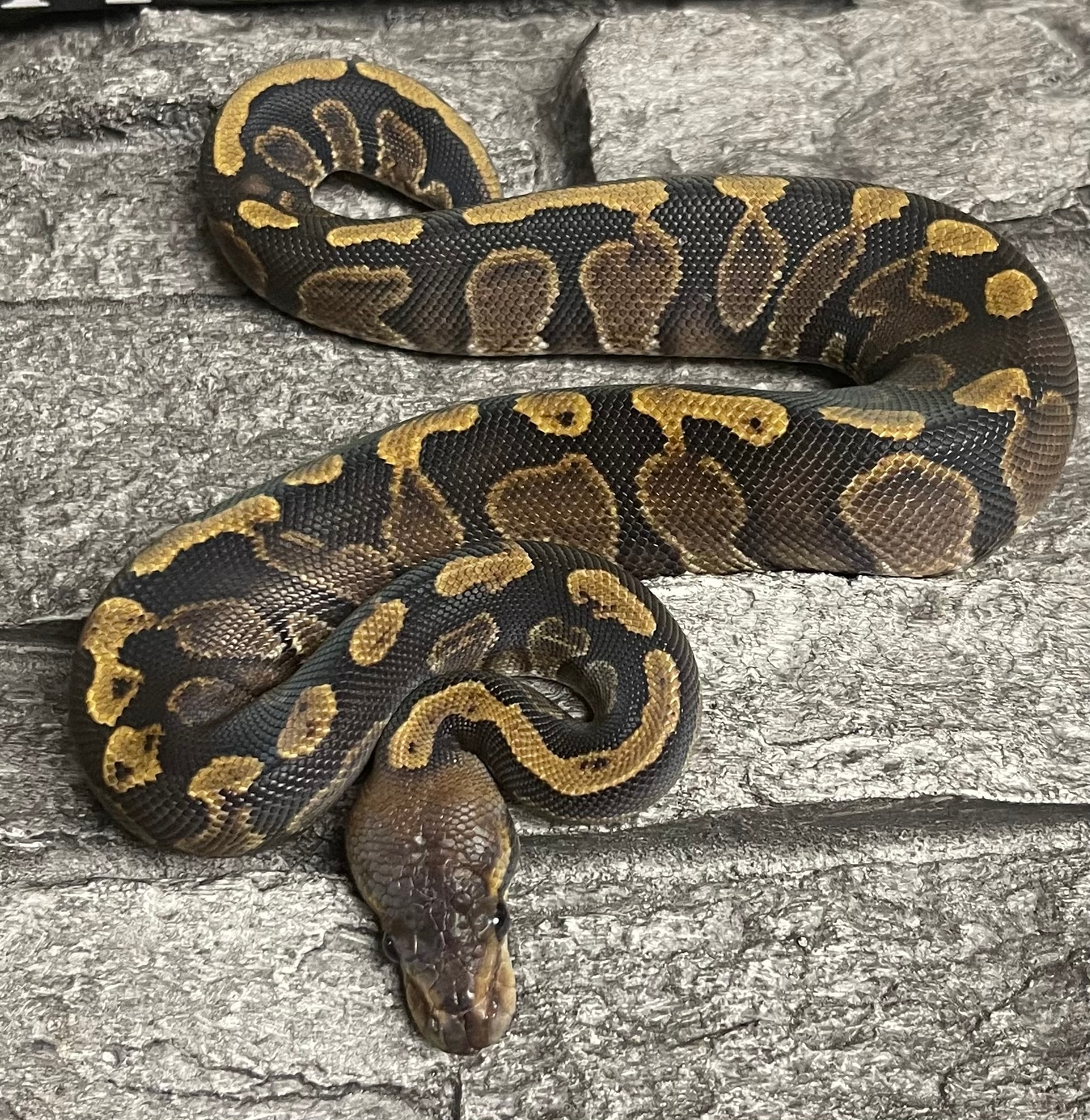 GHI Mahogany Ball Python by Underworld Exotics Ltd. - MorphMarket