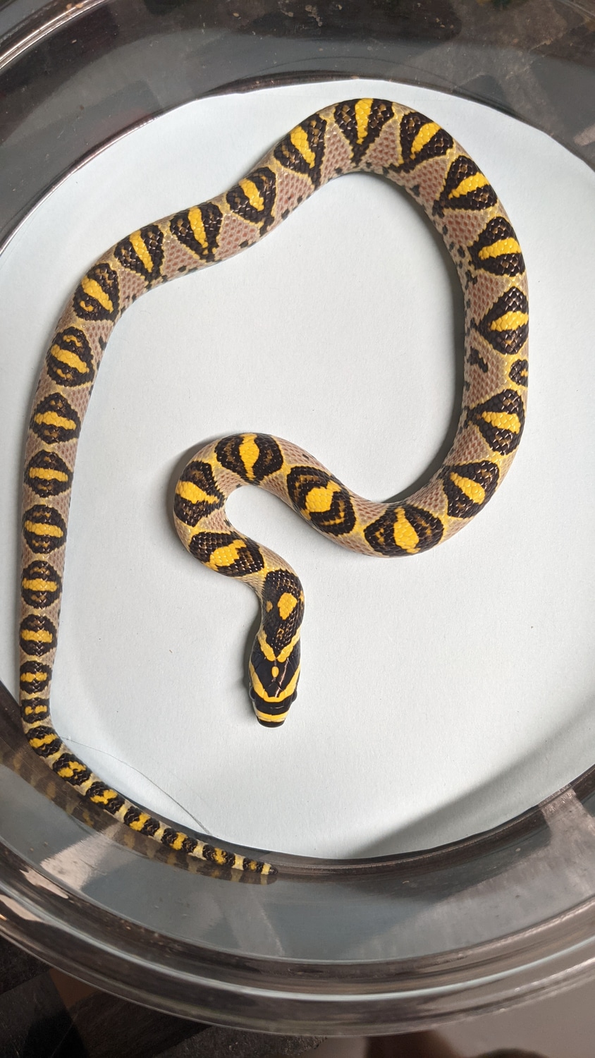 Good Size Healthy Babies Mandarin Rat Snake by Homegrown Snakes