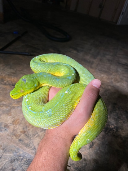 Docile Green Tree Python High Blue by Johnny’s Reptiles