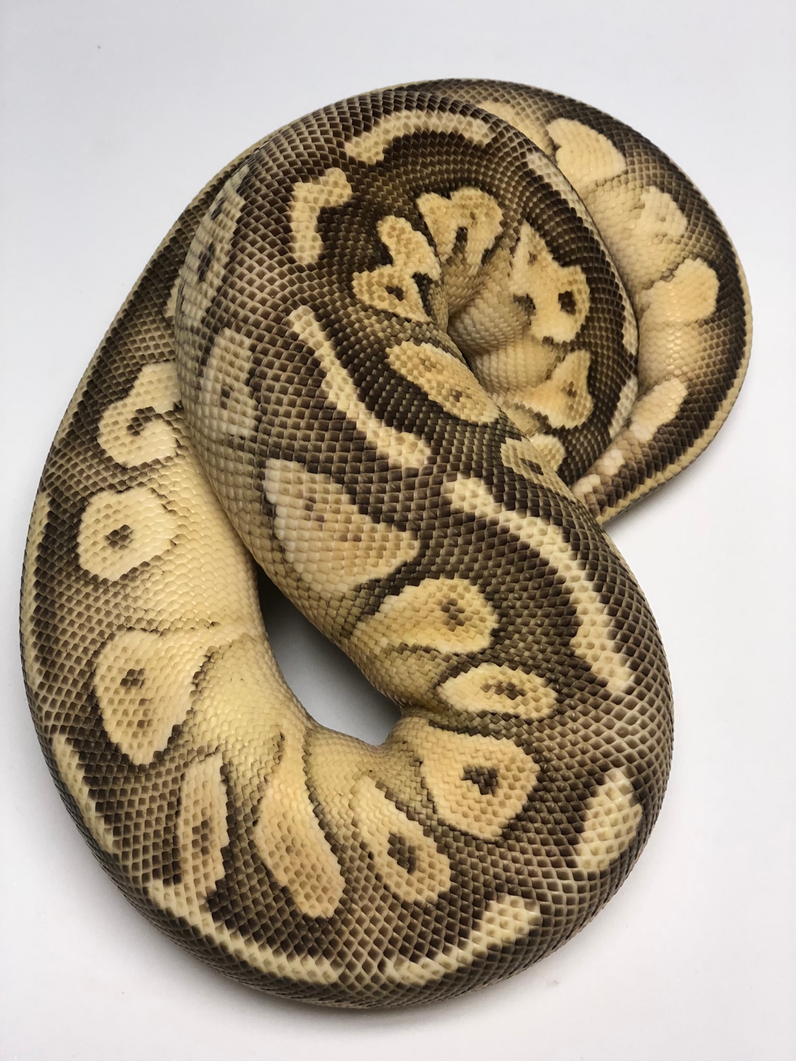 Pastel Lesser Granite Ball Python by Danner Constrictors - MorphMarket