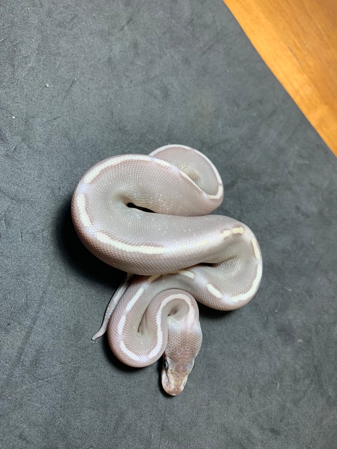 GHI Purple Passion Yellow Belly Ball Python by Danner Constrictors ...