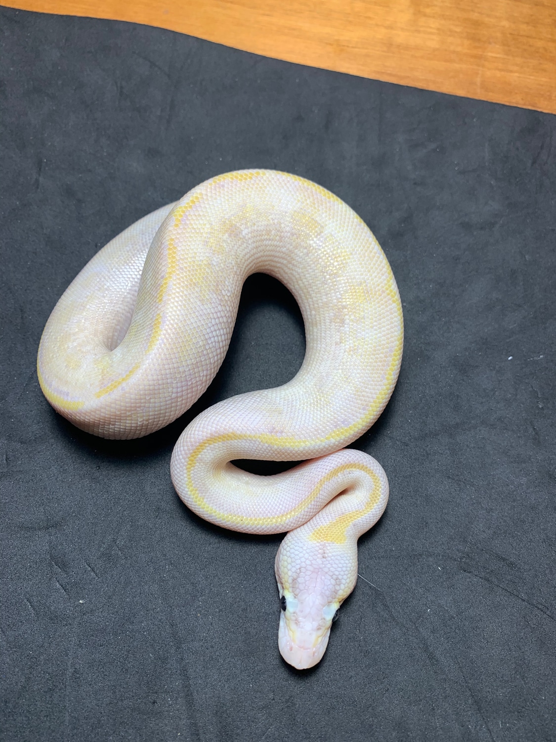 Pastel Ivory Ball Python by Danner Constrictors - MorphMarket