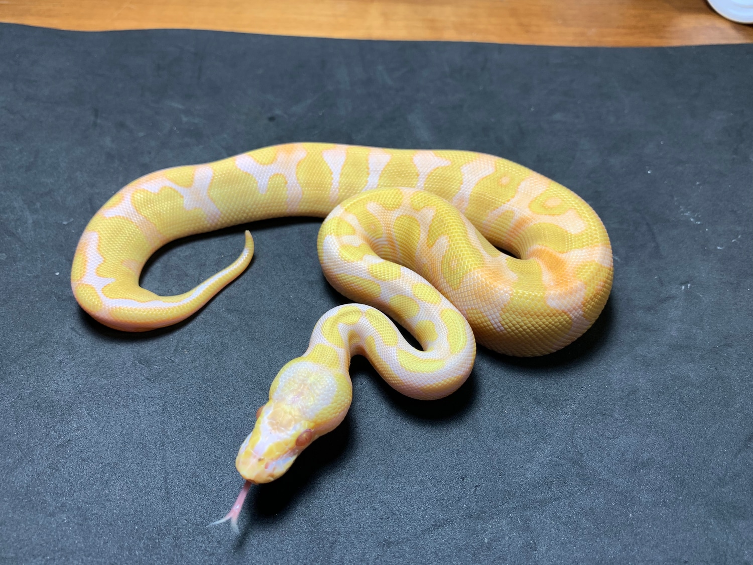 Enchi Candy 66% Het Pied Ball Python by Danner Constrictors - MorphMarket