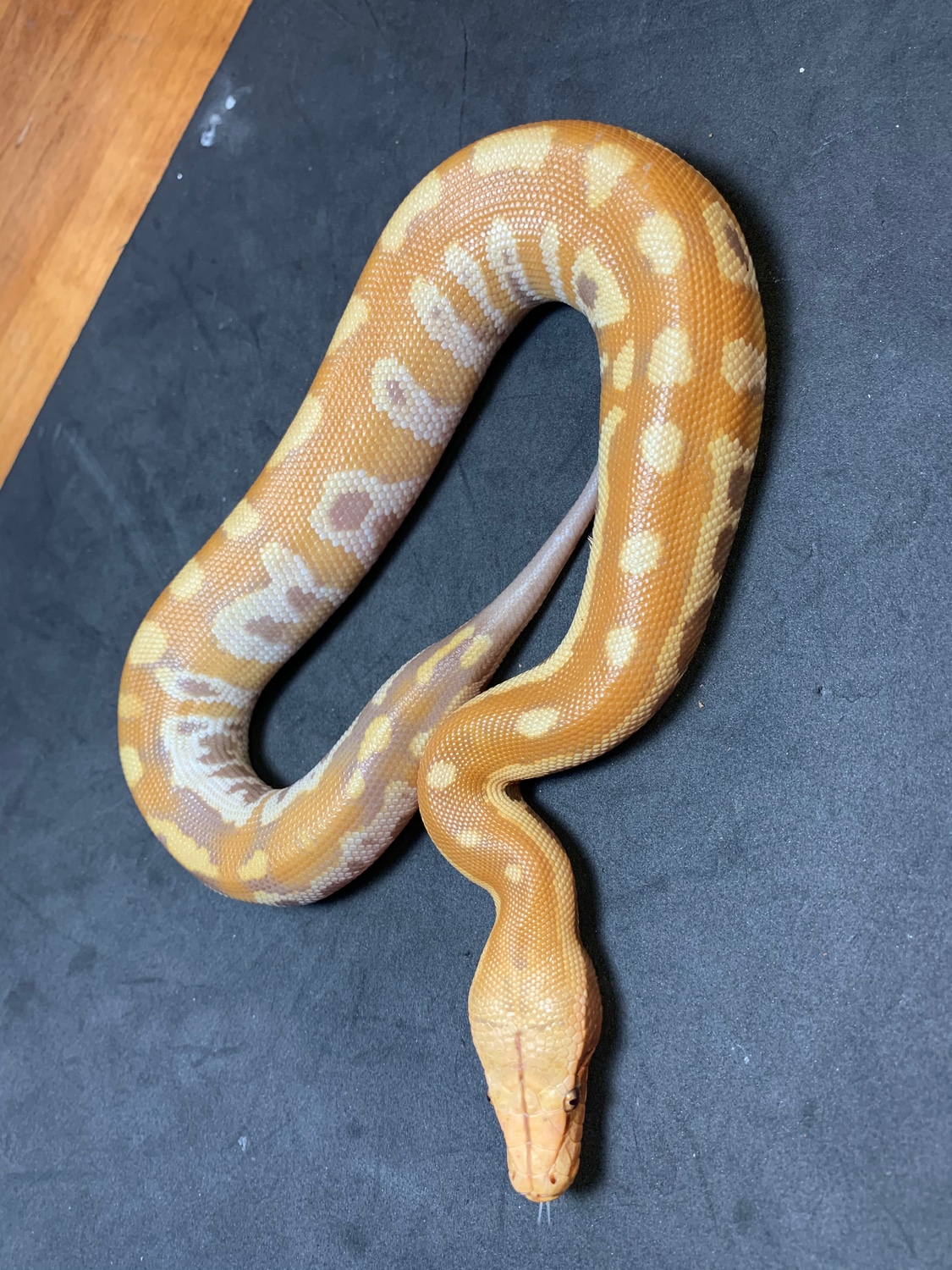 T+ Albino Blood Python by Danner Constrictors - MorphMarket