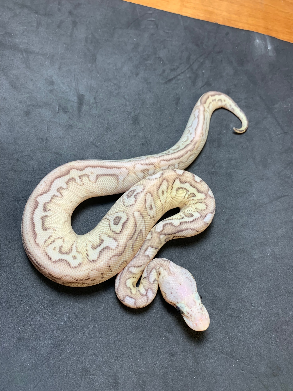 Pastel Lesser Spotnose Yellow Belly Clown Ball Python by Danner ...