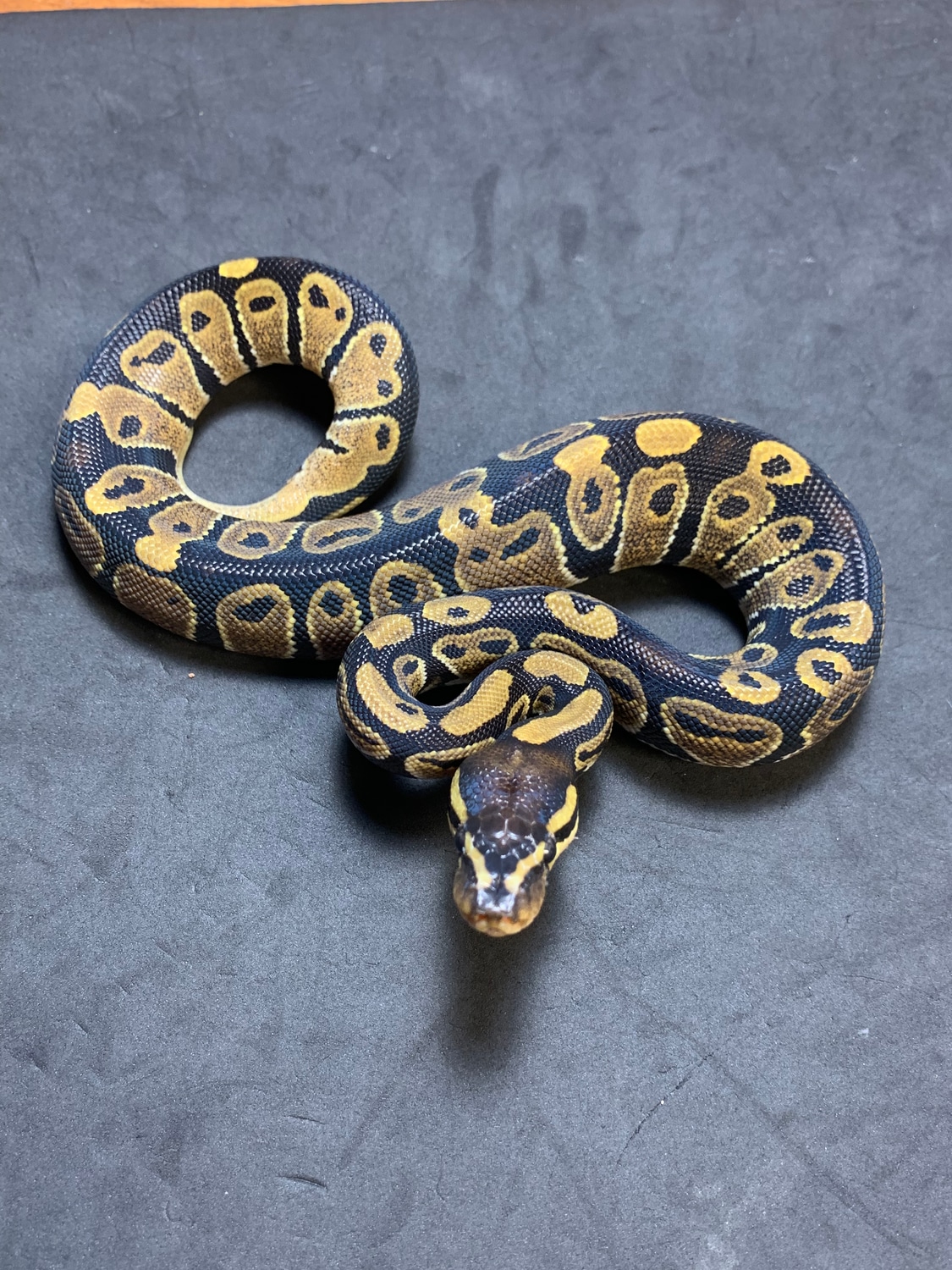 Het Candy Ball Python by Danner Constrictors MorphMarket