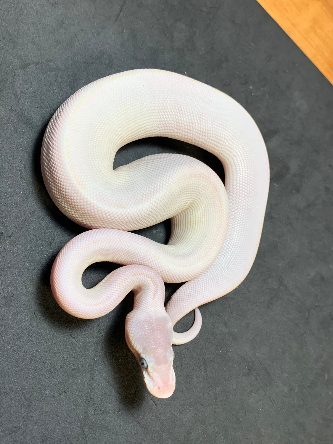 Super Mojave Possible GHI Ball Python by Danner Constrictors - MorphMarket