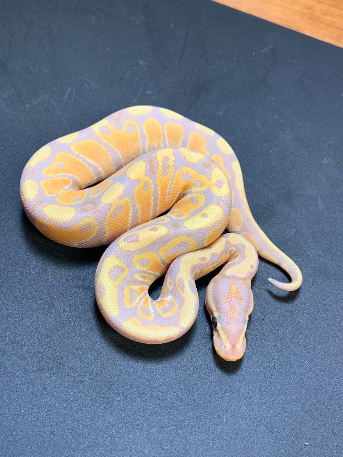 Banana Het Tri Stripe Ball Python by Danner Constrictors - MorphMarket