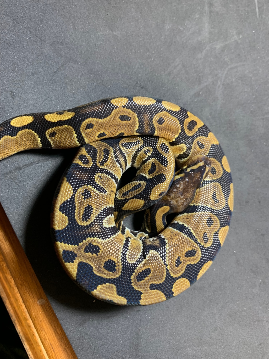 Het Sunset Ball Python by Danner Constrictors - MorphMarket