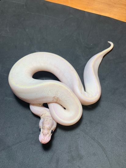 Ivory Moph Ball Python Ivory Ball Python by Danner Constrictors