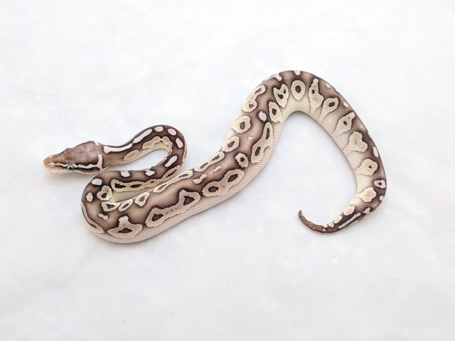 Lesser Fire Het Red Axanthic Ball Python by Scaled Up Morphs - MorphMarket