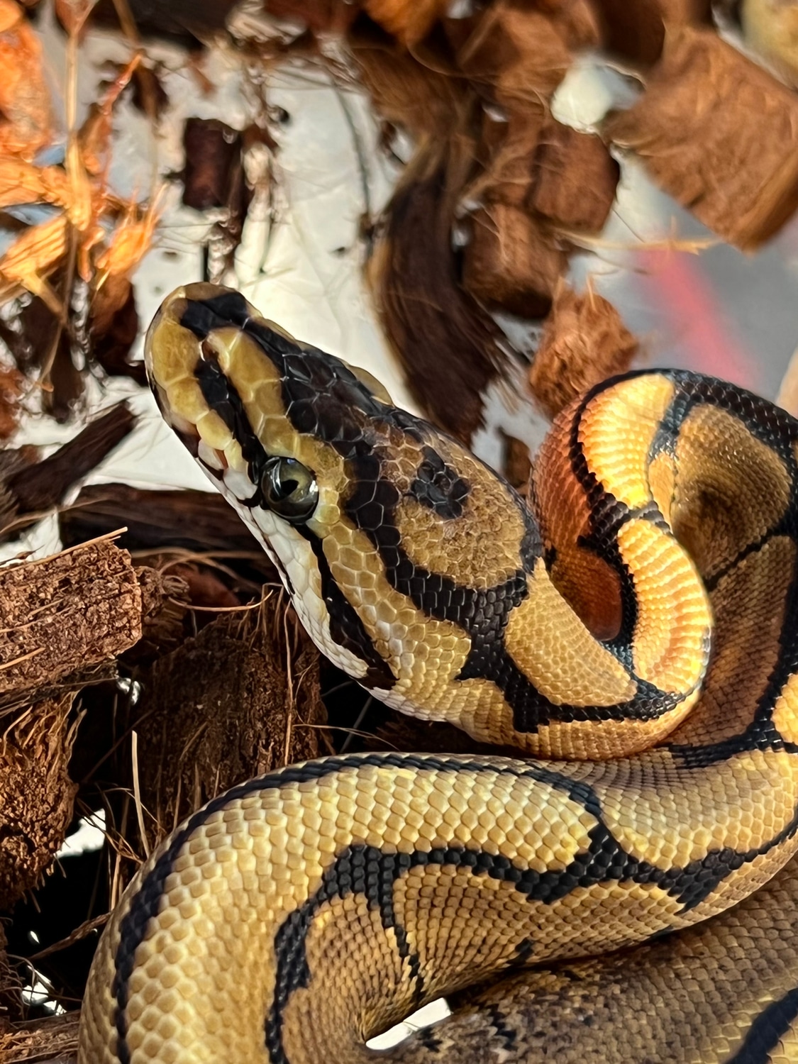 Spider Ball Python by Nucleus Royal Morphs - MorphMarket