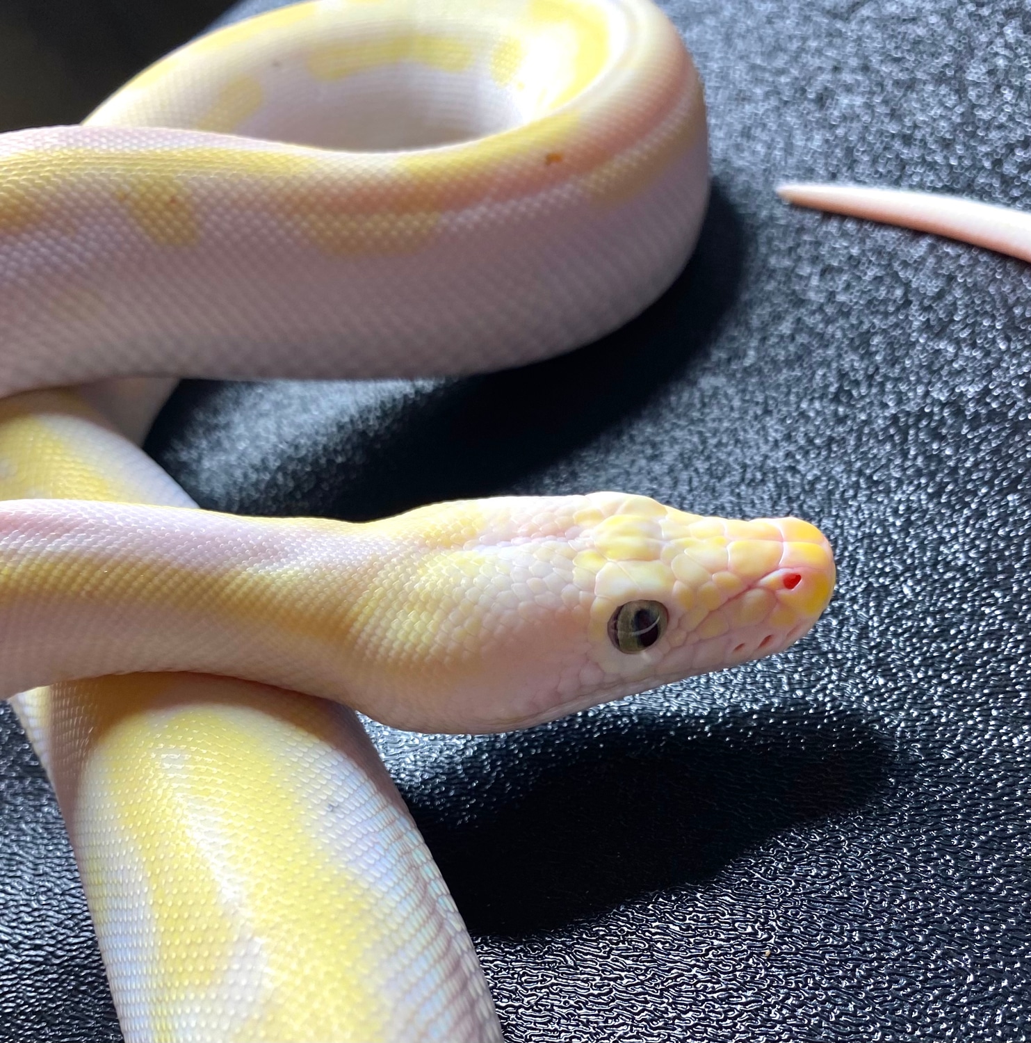 Cow Reticulated Python by Underbelly Exotics - MorphMarket