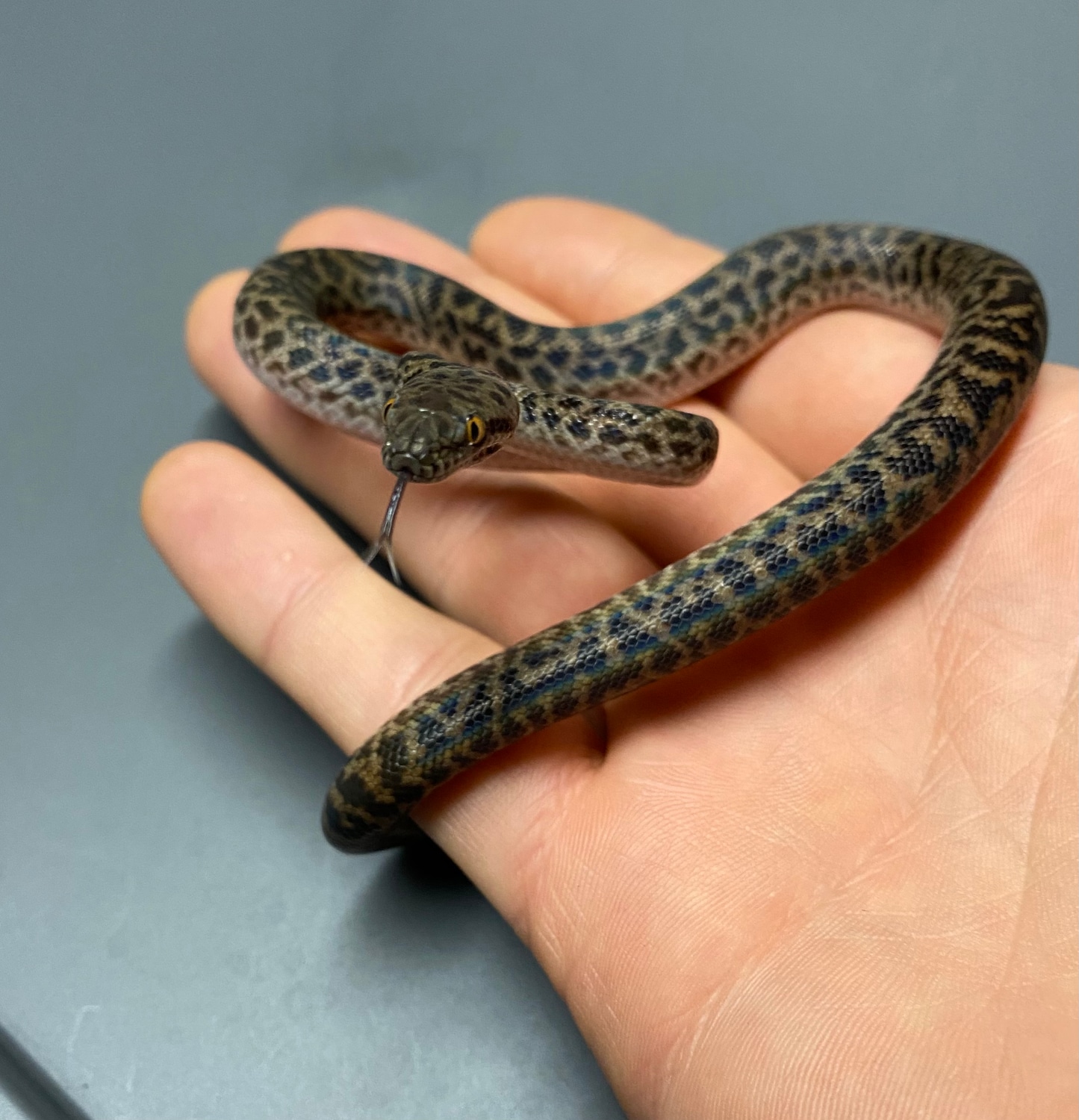 FREE SHIPPING Australian Spotted Python by Underbelly Exotics - MorphMarket