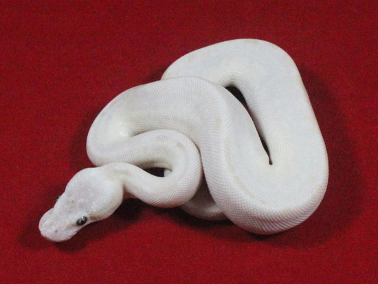 Female BEL Bamboo Phantom Ball Python by Great Ball Pythons