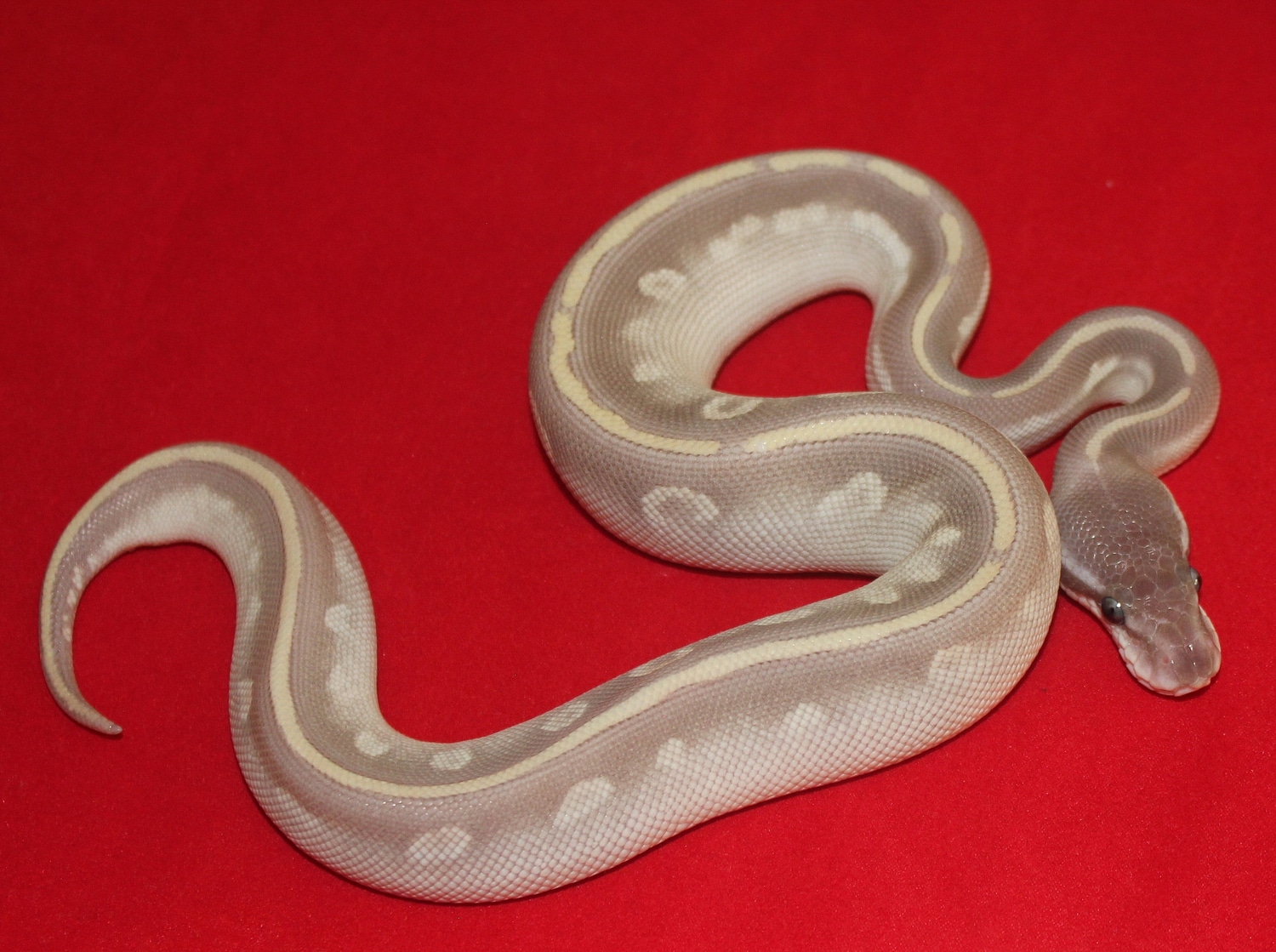 Purple Passion BEL (Mojave Phantom) Ball Python by Great Ball Pythons ...