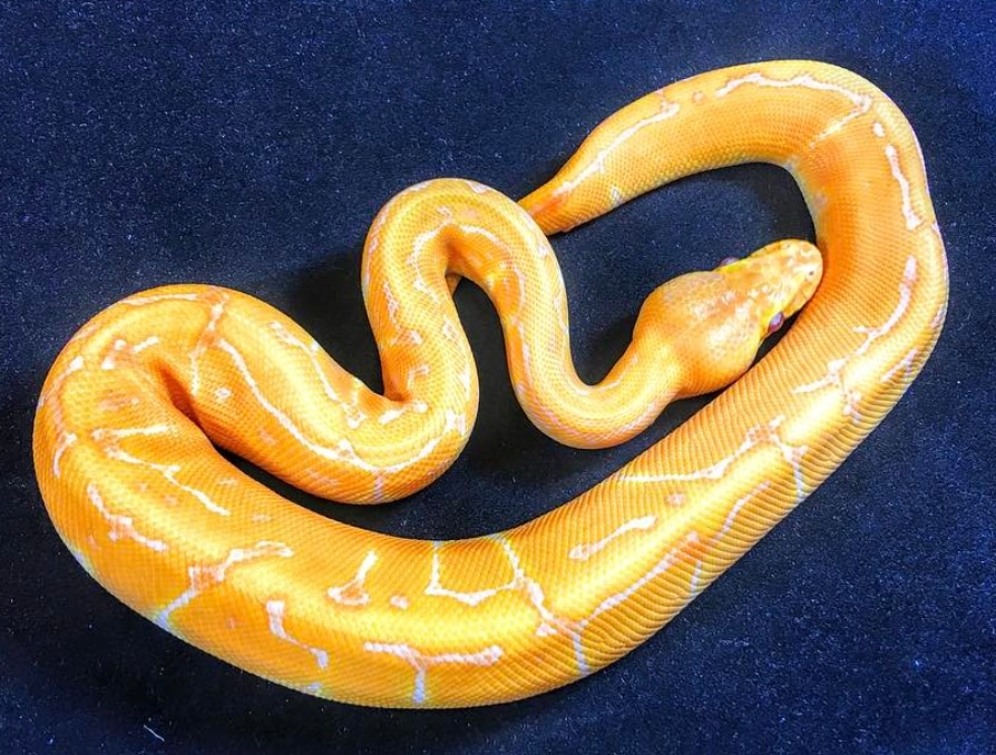 Lav Pin Ball Python by Balthozar, LLC - MorphMarket