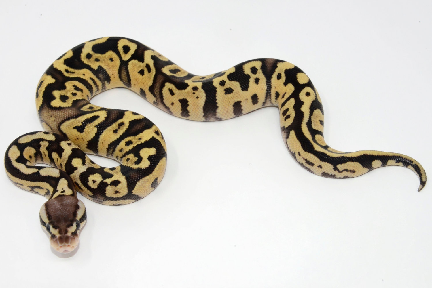 Firefly Het VPI Axanthic Ball Python by Balthozar, LLC - MorphMarket