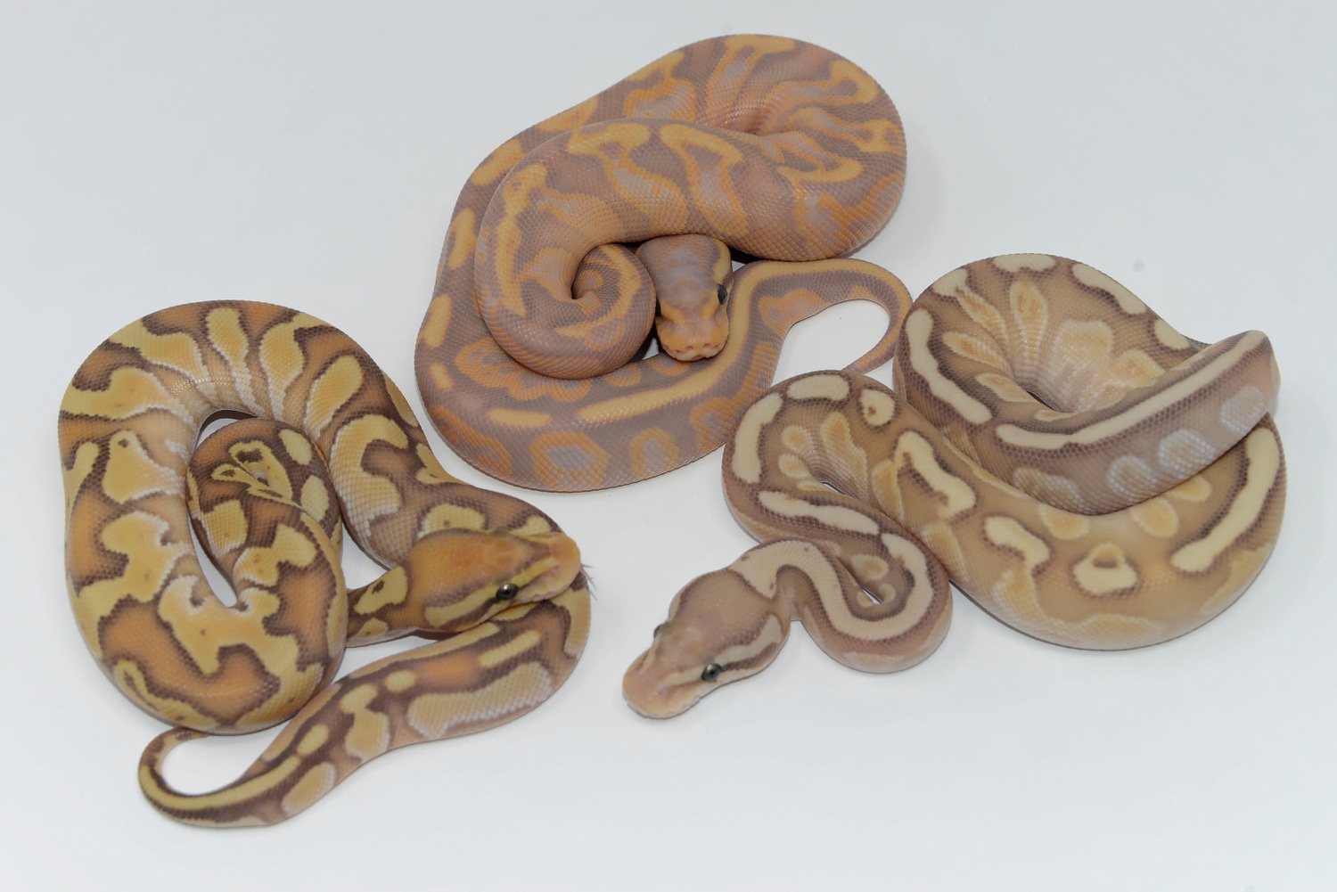 Banana OD Ghi Specter Ball Python by Balthozar, LLC MorphMarket