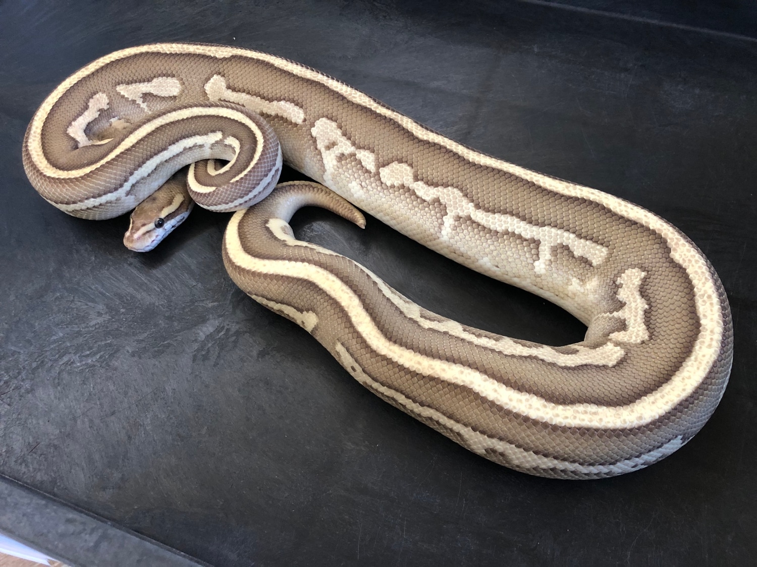Fire Lesser Leo Ball Python by Balthozar, LLC - MorphMarket