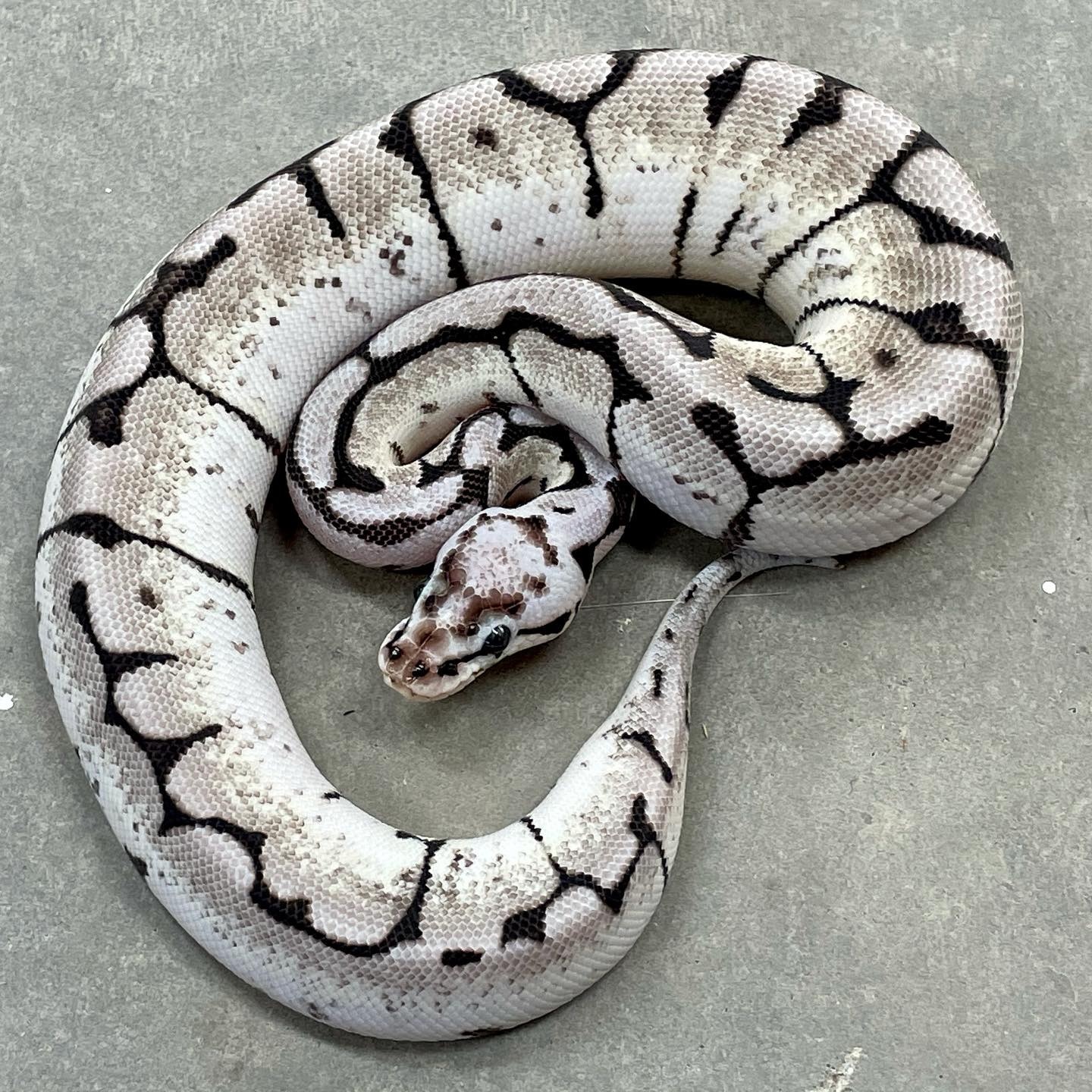 Firefly Spider Vpi Axanthic Ball Python by Balthozar, LLC - MorphMarket