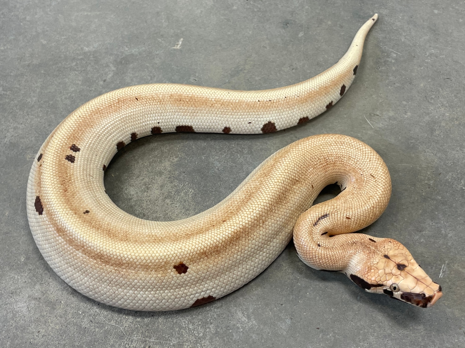 T+ Magpie Blood Python by Balthozar, LLC - MorphMarket