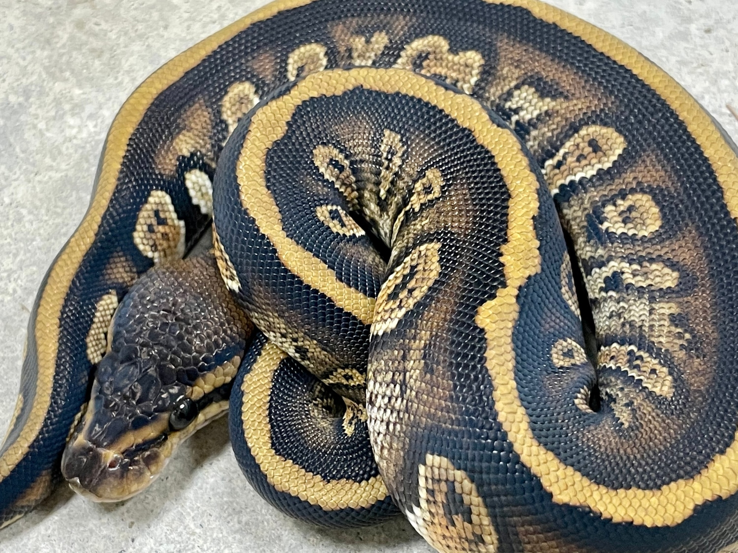 Cypress Stranger Ball Python by Balthozar, LLC - MorphMarket