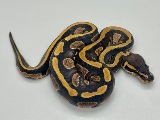 Stranger Enchi DH Hypo Pied Ball Python by Balthozar, LLC
