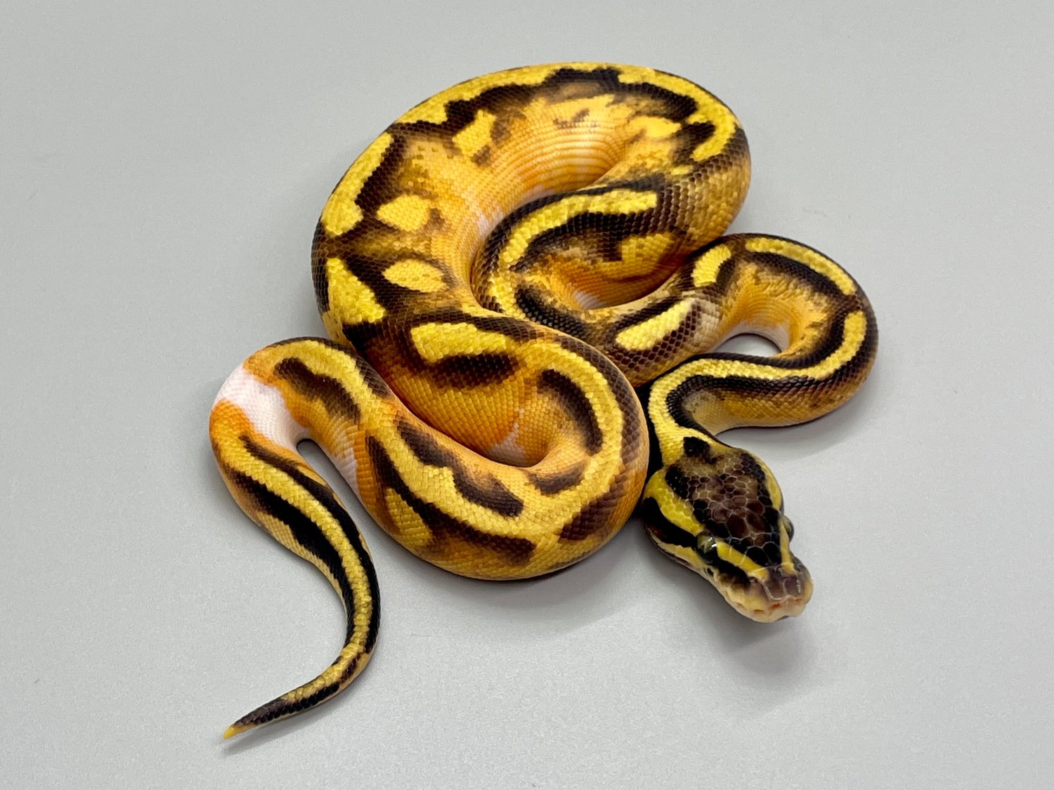 Pastel Enchi Pied Het Hypo Ball Python by Balthozar, LLC - MorphMarket