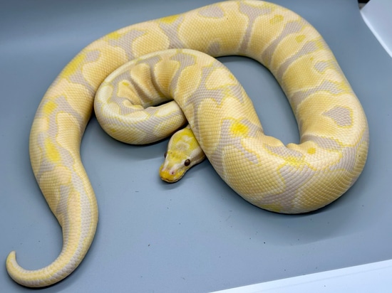 小物 Alvin Pantilgan 2018 Lavender Albino Spider Ball Python For Sale