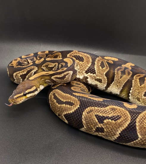 Normal Het Pied Ball Python by Jones Geckos