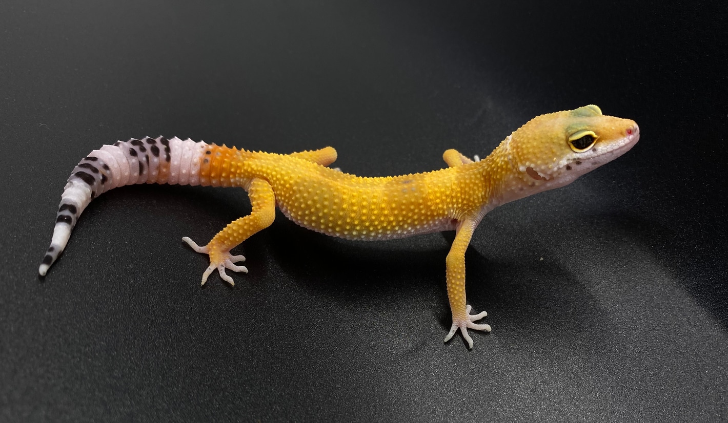 その他 Leopard Geckos Tangerine W/Y Eclipse Leopard Gecko Female C-D2-70222-1